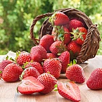 JUST - Flavor Shot Just Strawberry 15ml/120ml